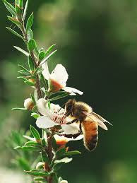 Newton's Traditional NZ beeswax in store now.