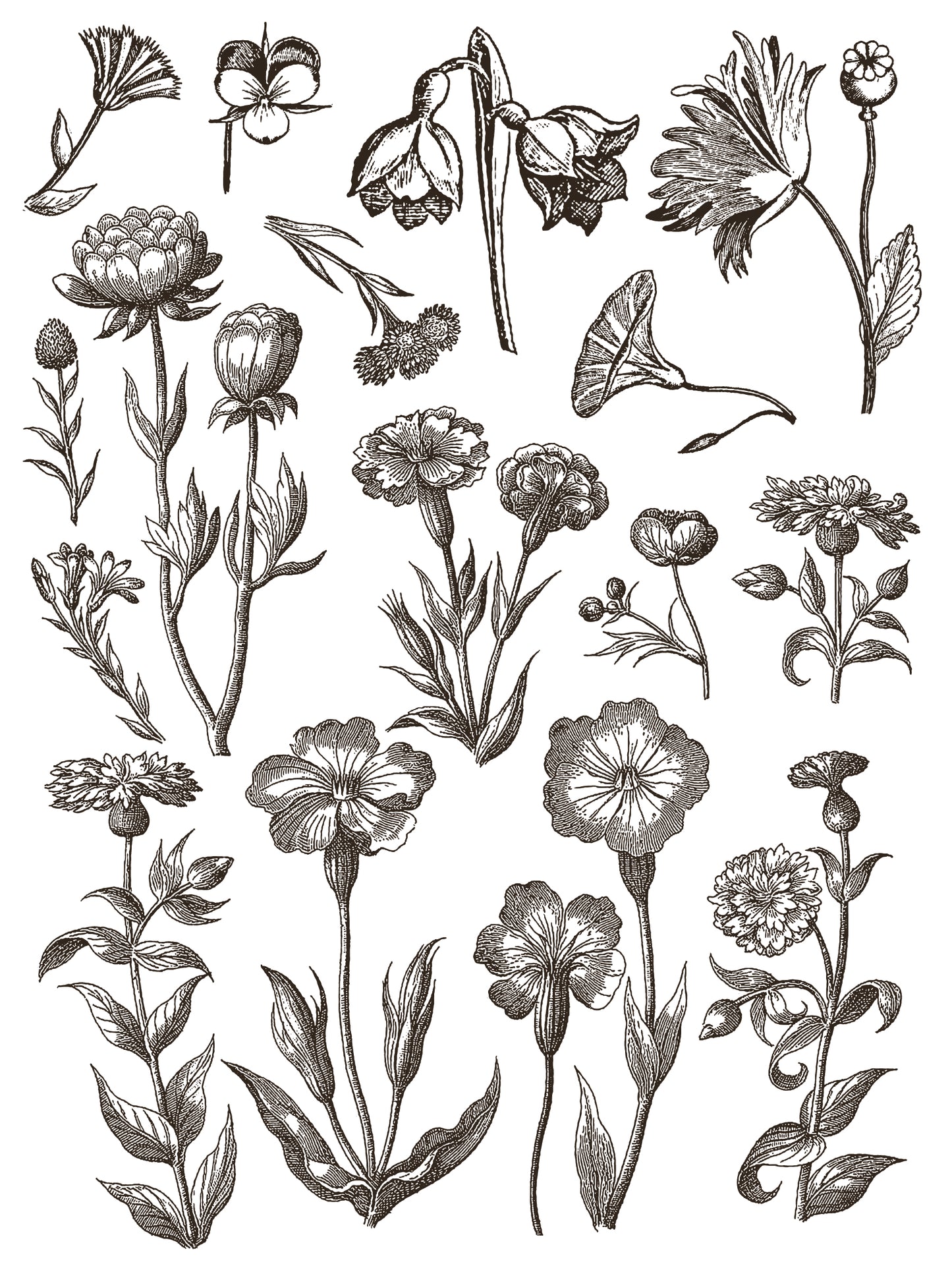 NEW: IOD Paint -Floriography