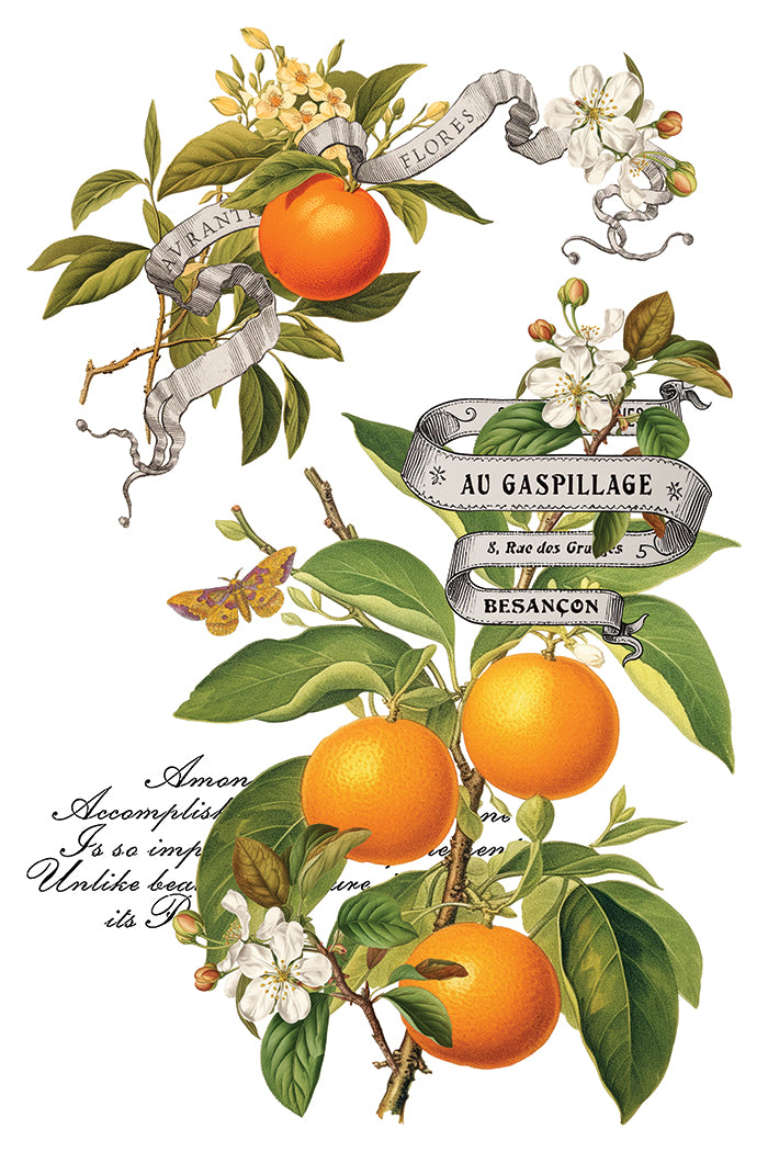 NEW: IOD Transfer-Clementine. ONLY 2 left!