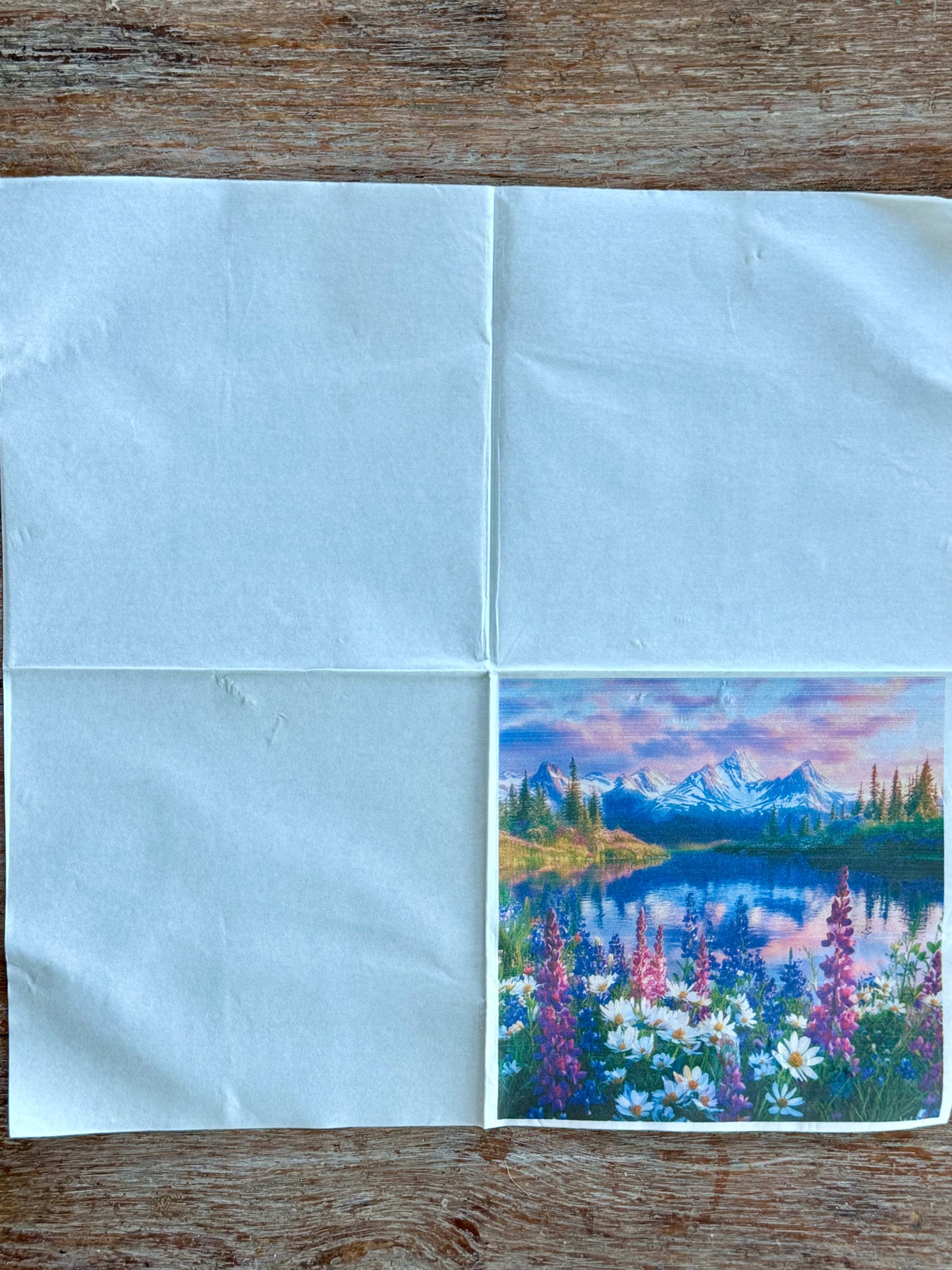Napkin-Tekapo Lupins