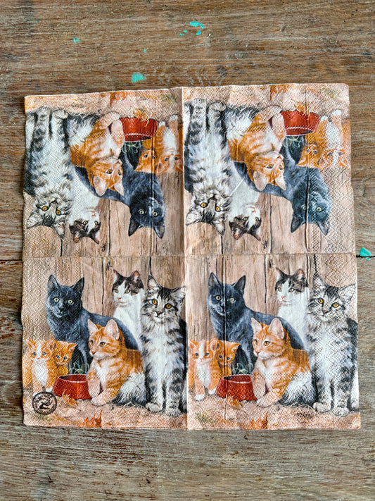 Napkin-Beautiful Cats&Kittens