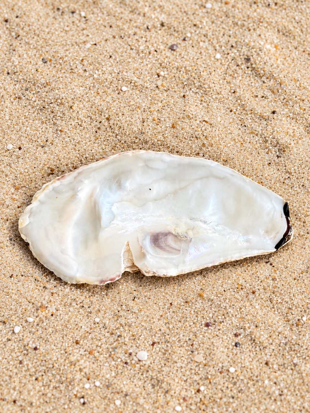 Oyster Shell-Flat