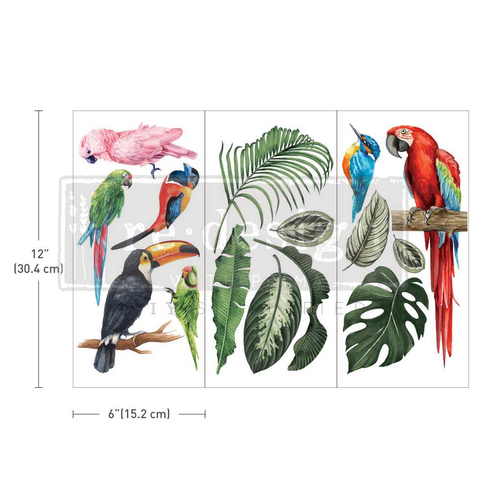 tropical birds transfer