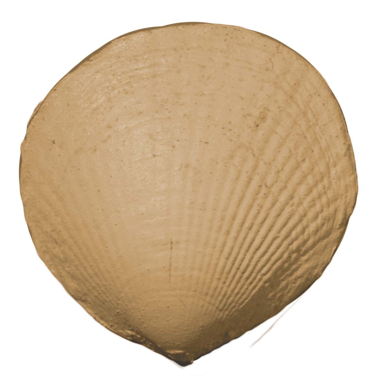 Efex Coastal Shell CC12
