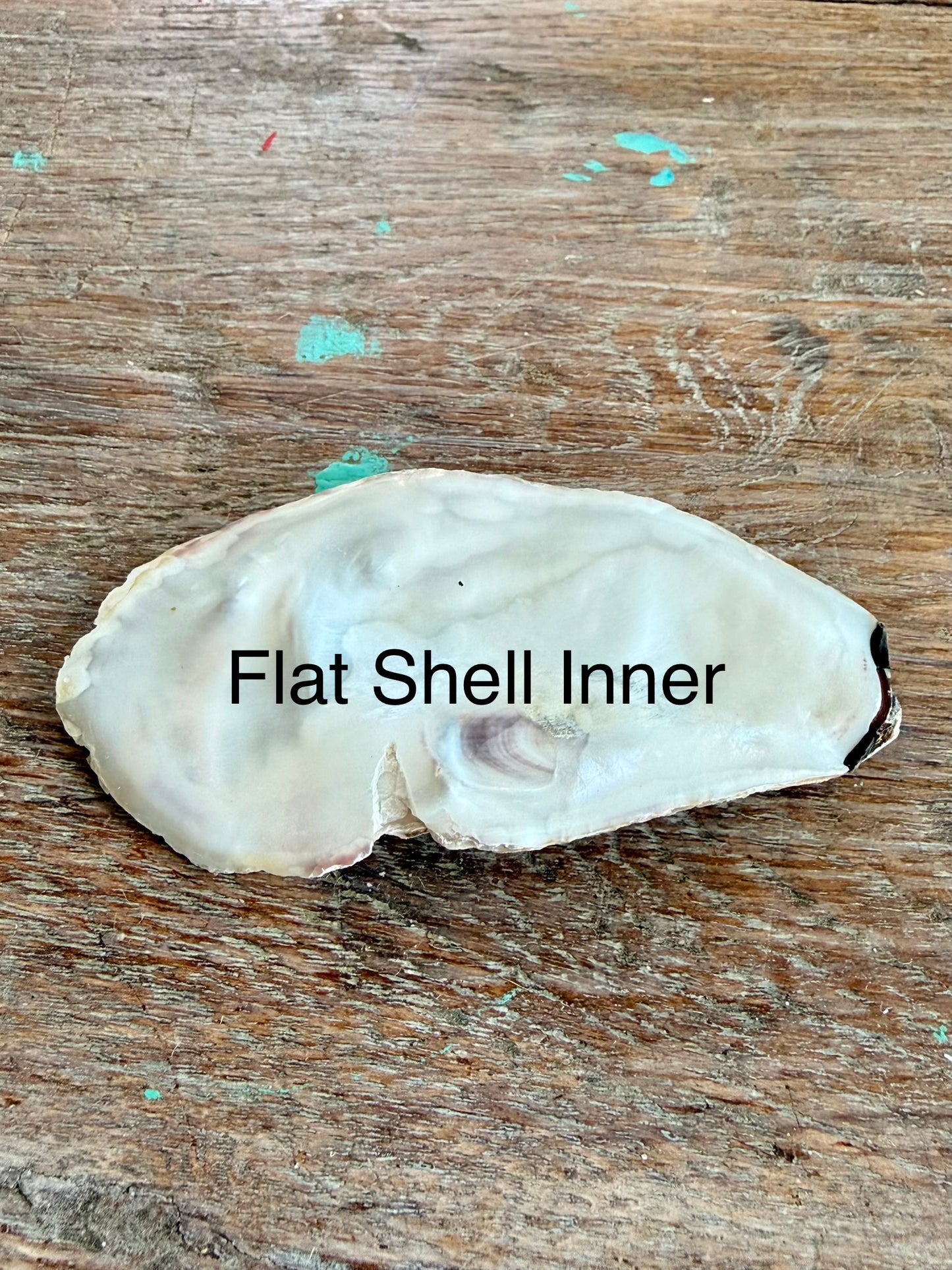 Oyster Shell x 1