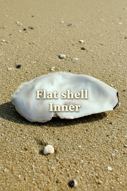 Oyster Shell x 1