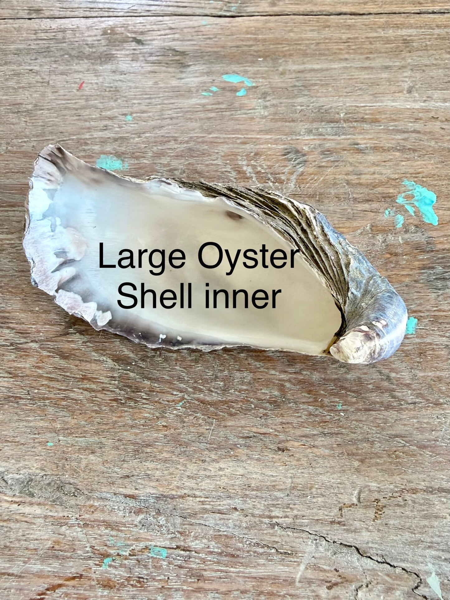 Oyster Shell x 1