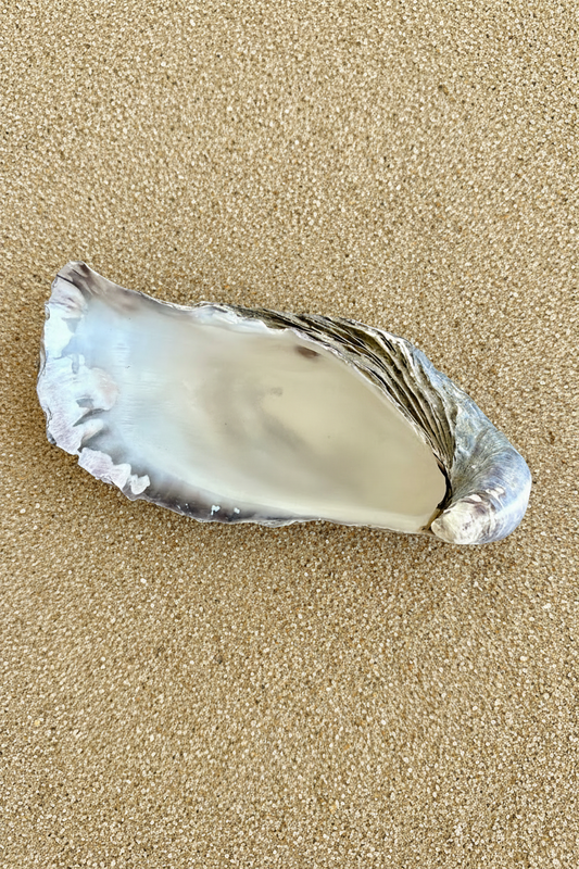 Oyster Shell x 1