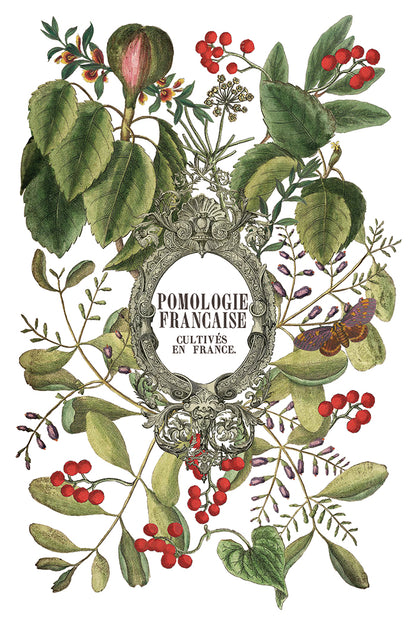 NEW: IOD Transfer-Clementine. ONLY 2 left!