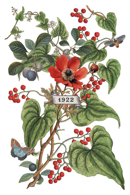 NEW: IOD Transfer-Clementine. ONLY 2 left!