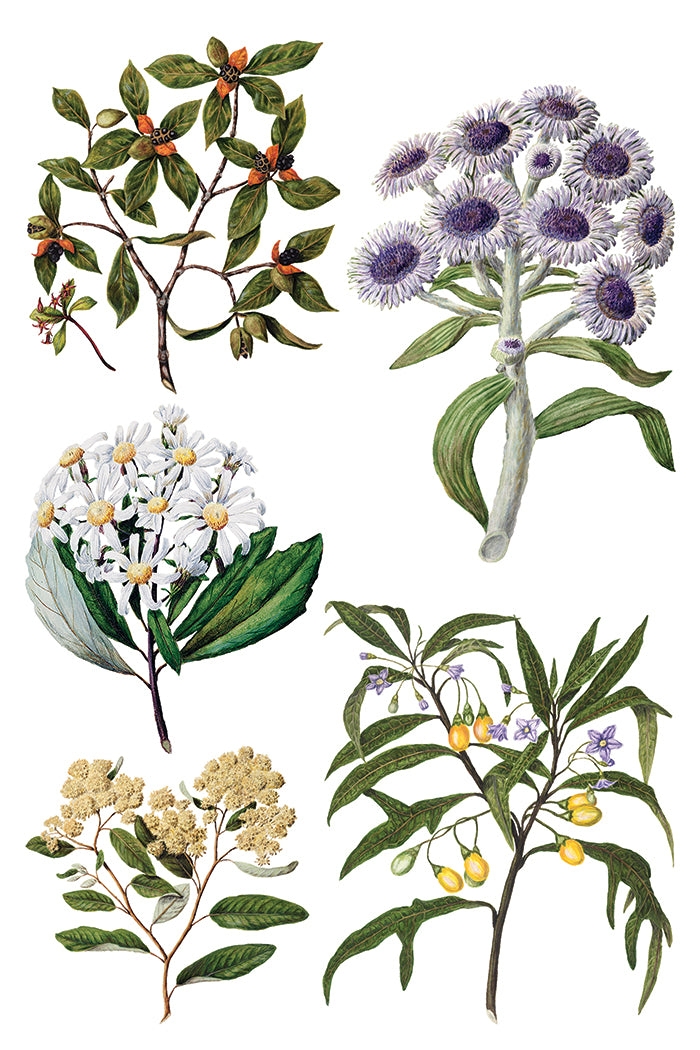 Sarah Featon's Botanicals IOD Transfer-8 sheets