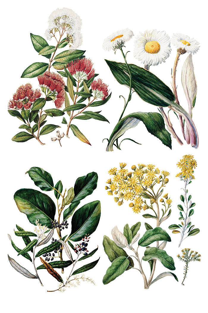 Sarah Featon's Botanicals IOD Transfer-8 sheets