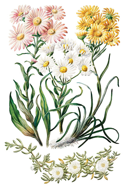 Sarah Featon's Botanicals IOD Transfer-8 sheets