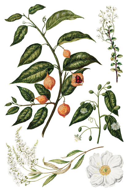 Sarah Featon's Botanicals IOD Transfer-8 sheets