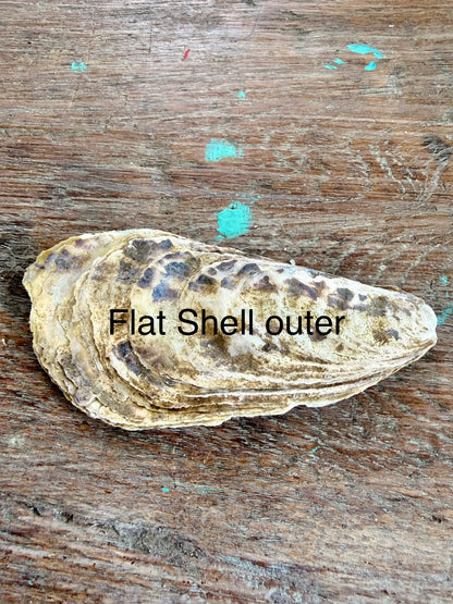 Oyster Shell x 1