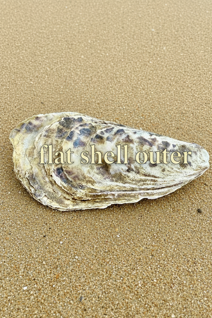 Oyster Shell x 1