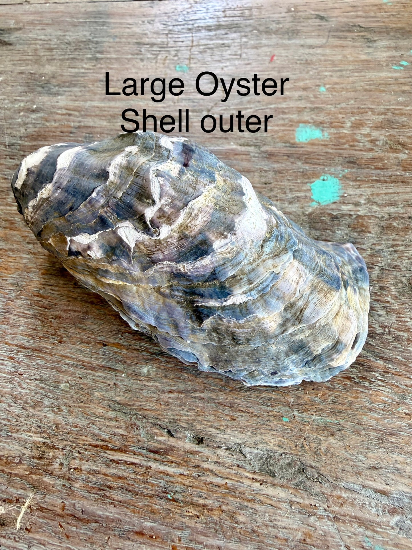 Oyster Shell x 1