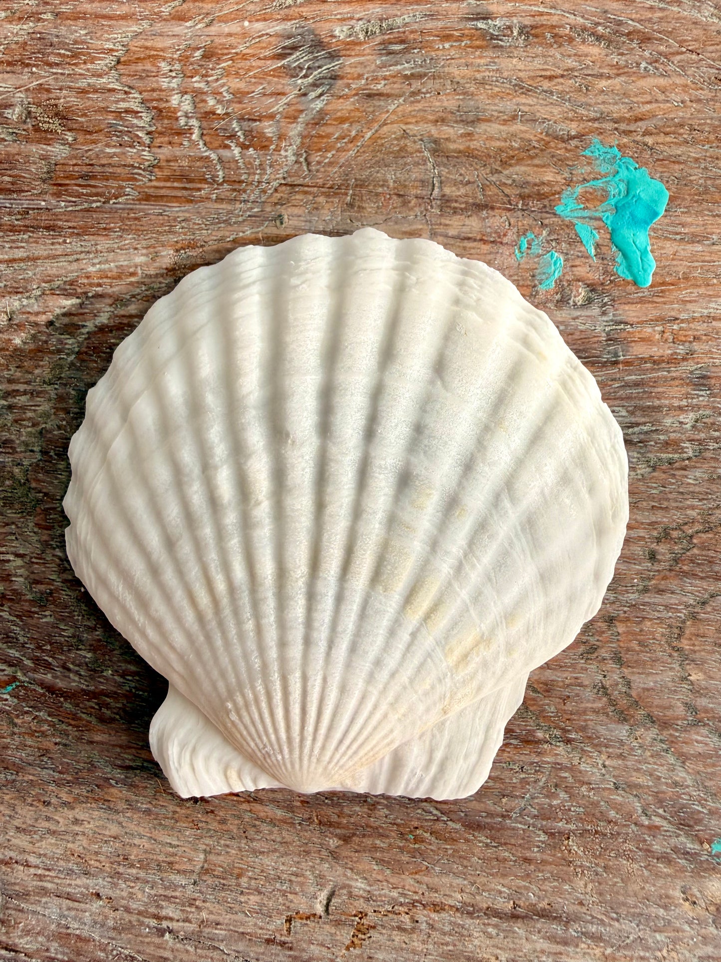 Scallop Shell-7cm