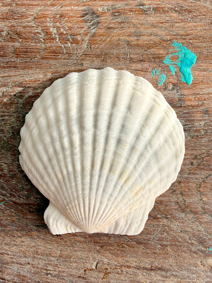 Scallop Shell-7cm