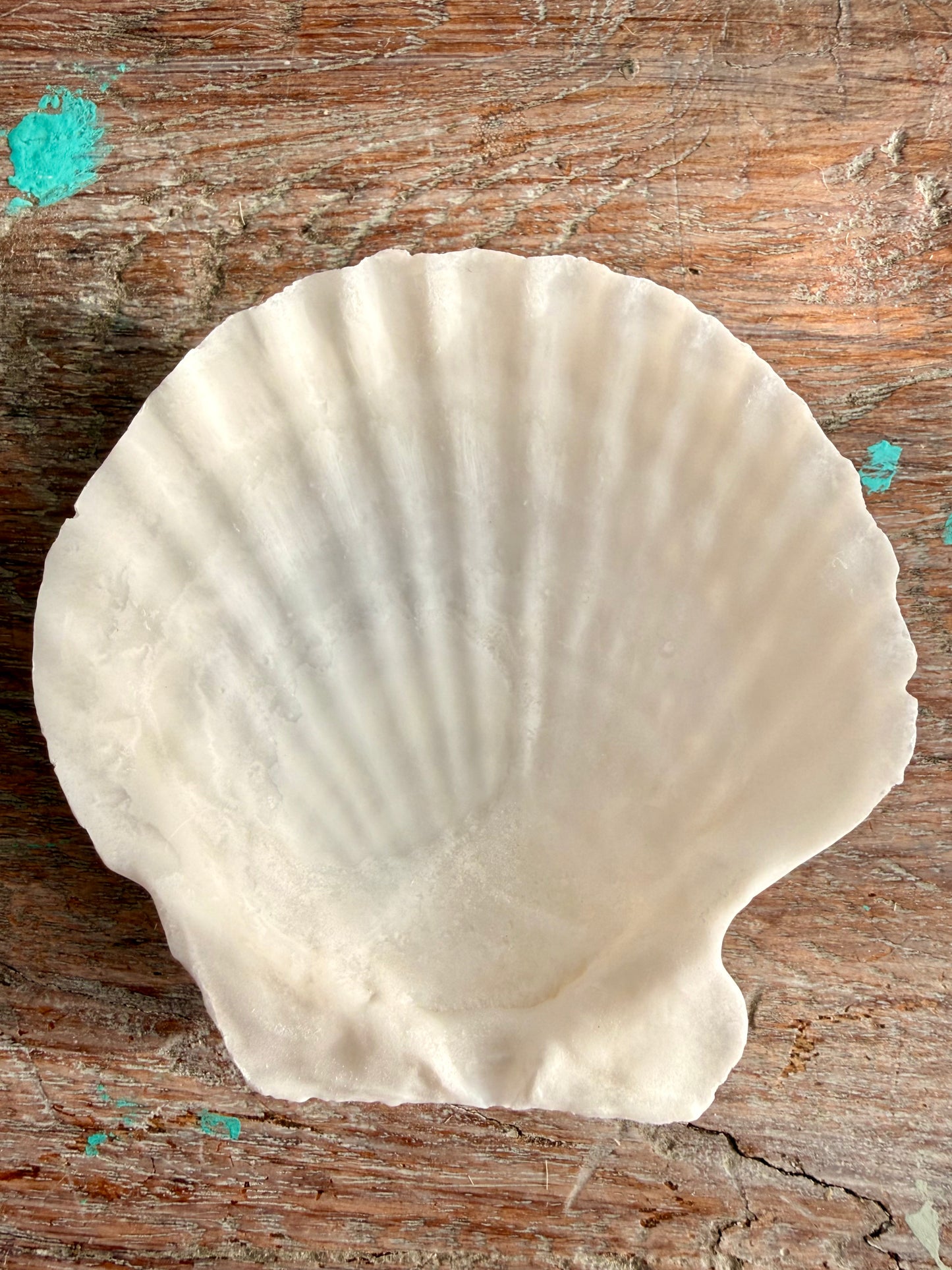 Scallop Shell-7cm