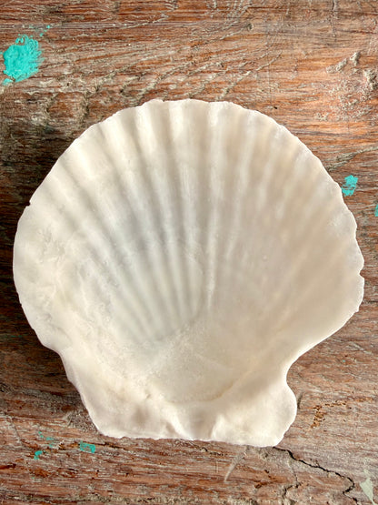 Scallop Shell-7cm