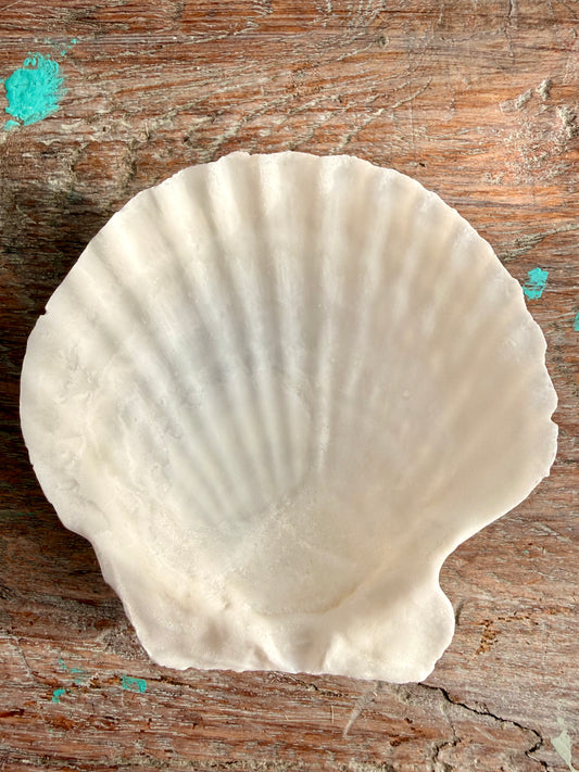 Scallop Shell