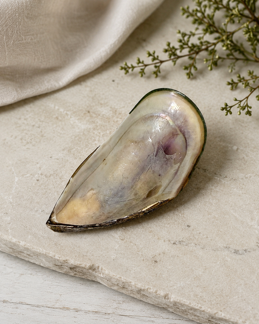 NZ Mussel Shell