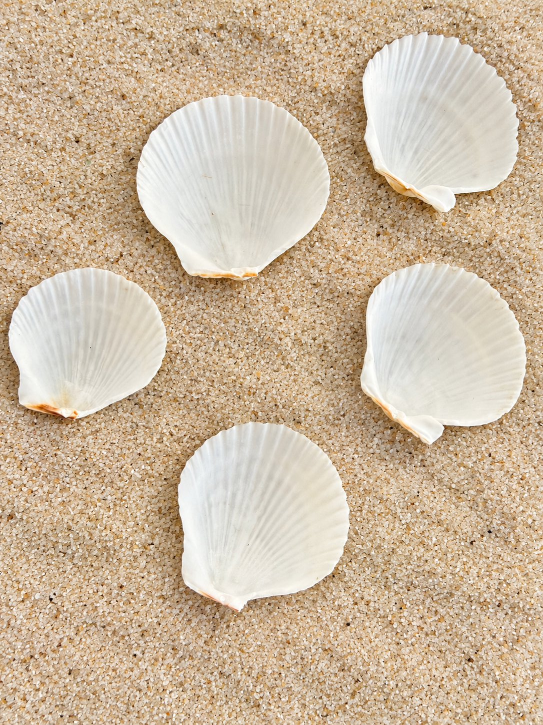 Scallop Shell-Baby x1