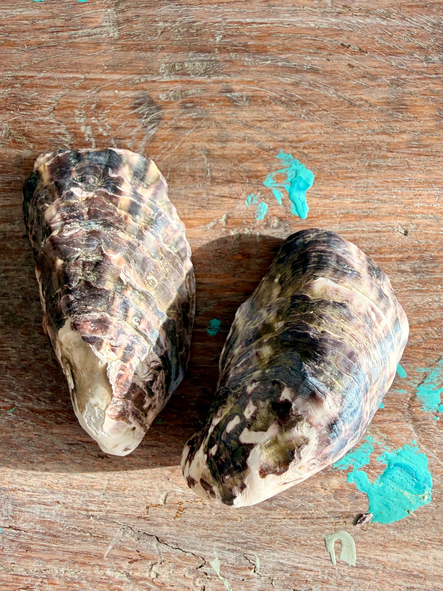 Oyster Shell 2 piece