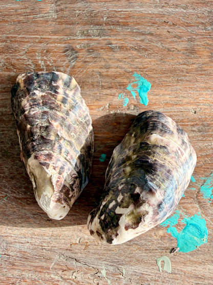 Oyster Shell 2 piece