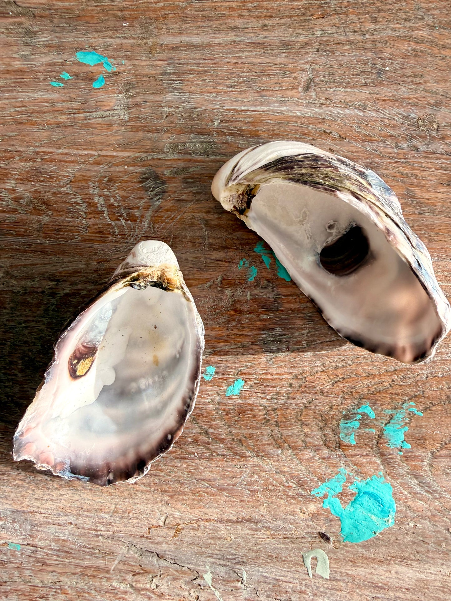 Oyster Shell 2 piece