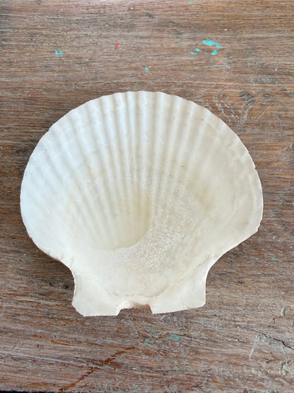 Scallop Shell
