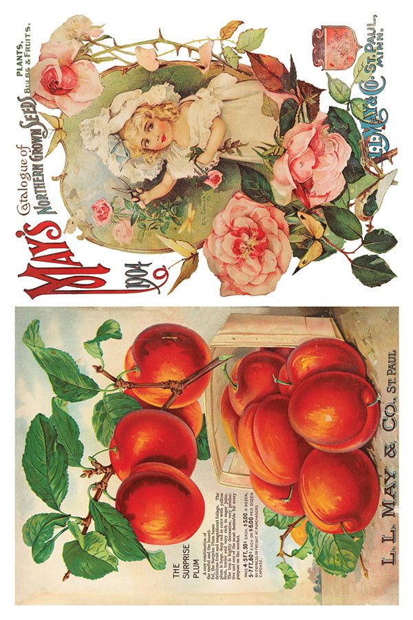 IOD Furniture Transfer " SEED CATALOGUE"