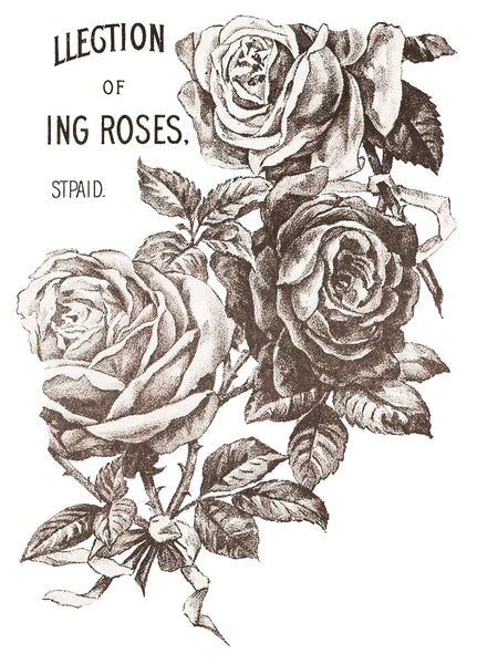 IOD Transfer "MAY'S ROSE'S"