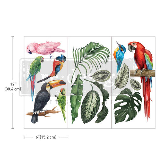 tropical birds transfer