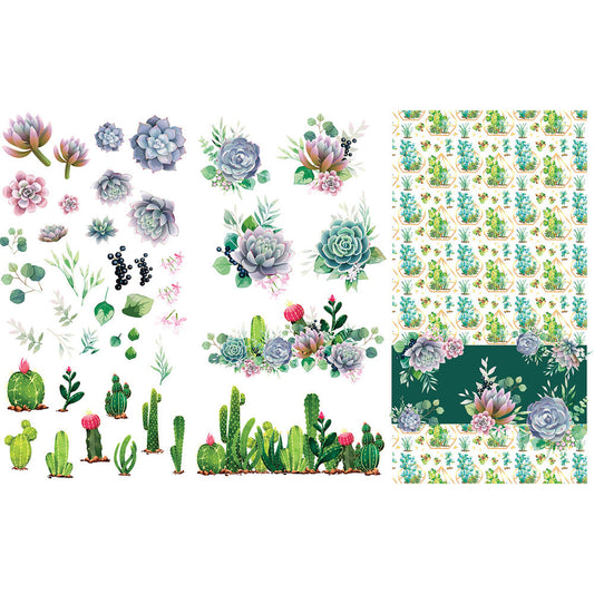 cacti and succulents 