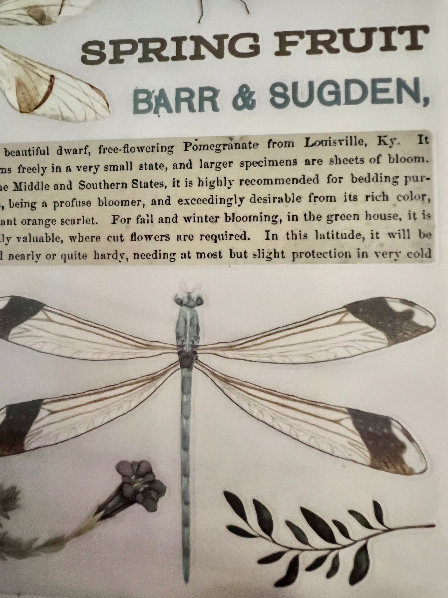 Redesign Decor transfer-Spring Dragonfly-Small 3 sheets
